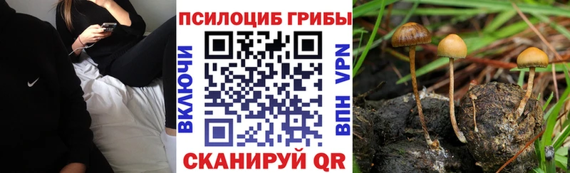 Галлюциногенные грибы Psilocybe  Купить где  Кочубеевское 